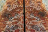 Tall, Colorful, Arizona Petrified Wood Bookends #66152-2